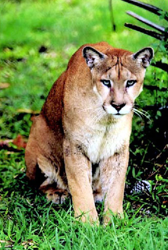 The Florida Panther is extremely endangered