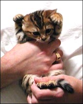Cute spotted male Bengal kitten at 3 weeks old!
