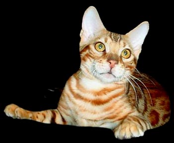 Foothill Felines Fuego of Spothaven, a gorgeous, show quality leopard spotted Bengal male!