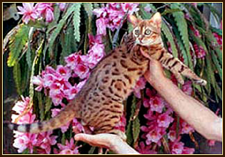 Garth of Starbengal, gorgeous rosetted male Bengal!!