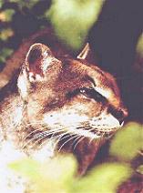 The Wild Cats - Asiatic Golden Cat