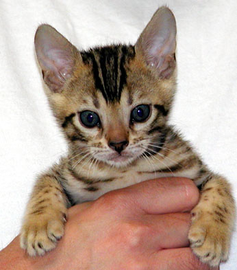 Foothill Felines Bengal kitten