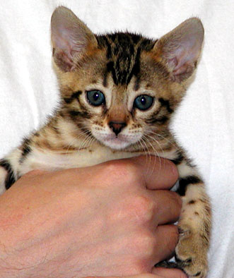 Foothill Felines Bengal kitten