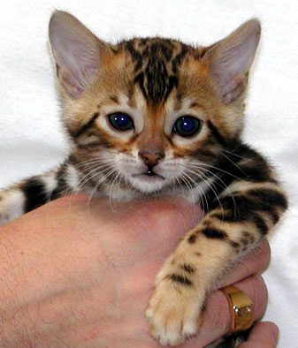 Foothill Felines marble Bengal kitten