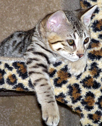 Foothill Felines Summer Spots, gorgeous Savannah queen