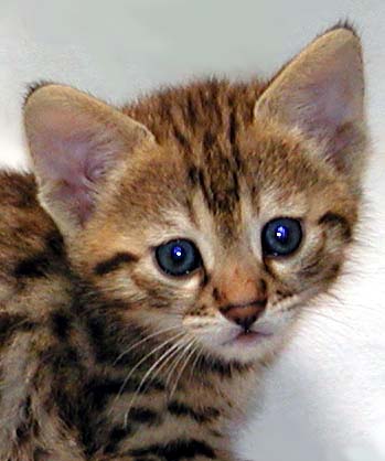 Foothill Felines gorgeous spotted Savannah kitten