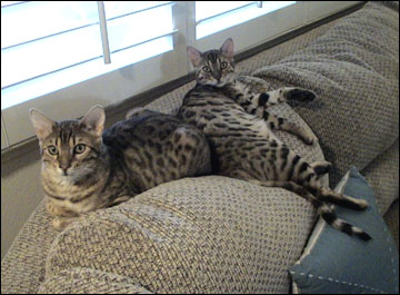 Foothill Felines Zihua and Foothill Felines Tanejo, adorable leopard spotted SBT Bengal brothers and  pair of delightful pets!