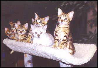 Bengal cats and kittens are unique in that they have physical beauty and athleticism, as well as affectionate, sweet temperaments!