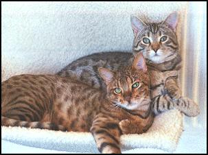 Two of Ian Anderson's Bengal Cats