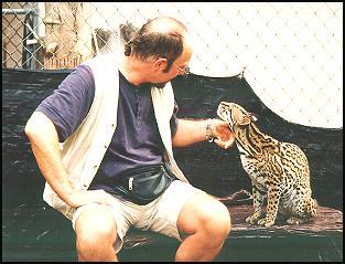 Ian Anderson with Highly Endangered Cat Species, the Gorgeous Ocelot