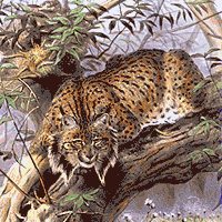 Iberian Lynx Animation