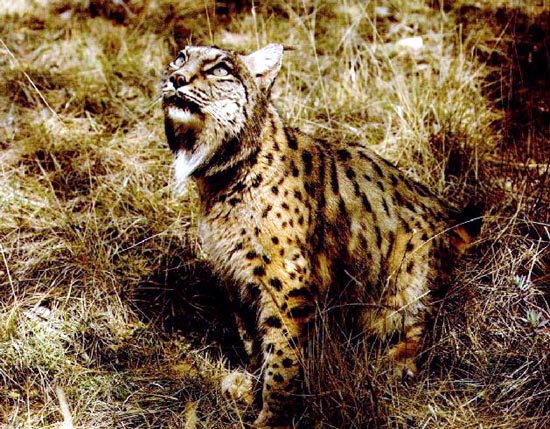 The Iberian Lynx, Lynx pardinus, with tufted ears