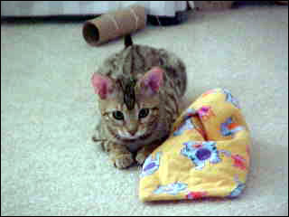 Foothill Felines Izzie and Foothill Felines Taz, an adorable leopard spotted SBT Bengal sister and brother pair of delightful pets!