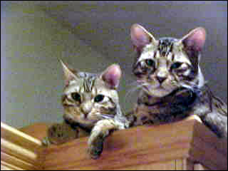 Foothill Felines Izzie and Foothill Felines Taz, an adorable leopard spotted SBT Bengal sister and brother pair of delightful pets!