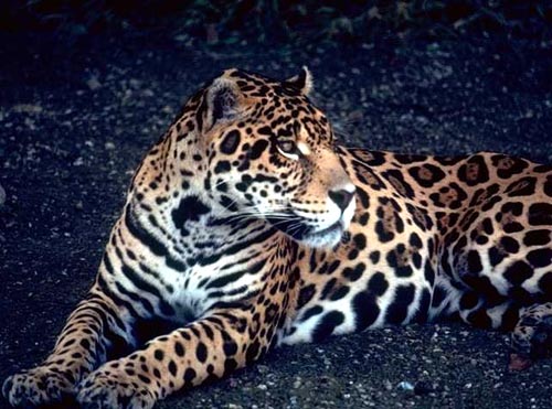 Gorgeous jaguar laying outside
