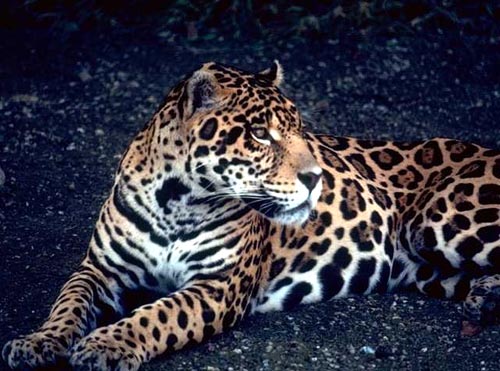 The Jaguar, one of the four big cats in the panthera genus