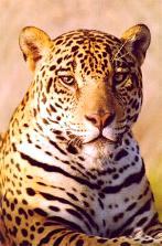The Wild Cats - The Exotic Jaguar