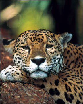 Jaguar Photographic Print - one of many awesome pieces of wall art here - Welcome to HDW's On-Line Big Cats Poster Store!