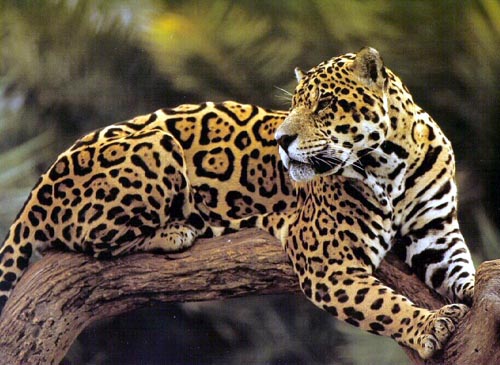 The Jaguar, one of the four big cats in the panthera genus