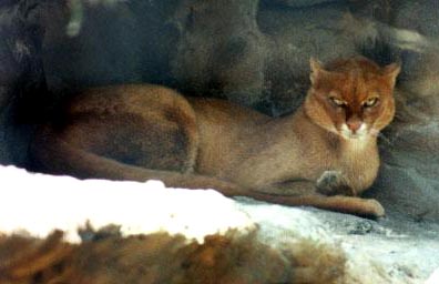 The Jaguarundi is a medium sized wild cat in Mexico