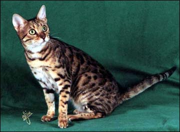 Serrano Mai Tai of Foothill Felines is a golden spotted Bengal with beautiful rosettes, wild type and coloring, great glitter and contrast, and a full whited tummy.  She was bred by Linda Bosnich and Holly Webber!!