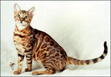 Mama Mia has a very wild appearance, with multi-shaded rosetted spots like the Asian leopard cat, rare in an SBT domestic Bengal cat!