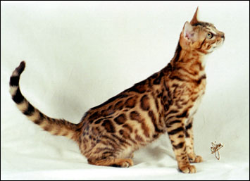 Mama Mia has a very wild appearance, with multi-shaded rosetted spots like the Asian leopard cat, rare in an SBT domestic Bengal cat!