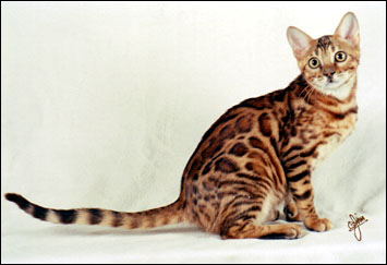 Mama Mia has a very wild appearance, with multi-shaded rosetted spots like the Asian leopard cat, rare in an SBT domestic Bengal cat!