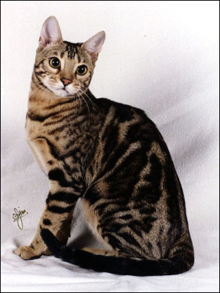 Foothill Felines Manzanita is a tri-colored marble Bengal with one of the most beautiful faces we've ever seen in a Bengal kitten!!