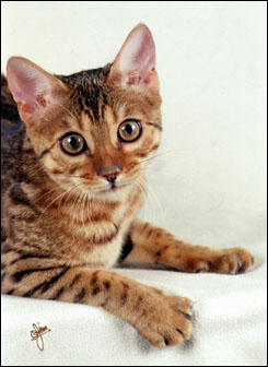 Beautiful spotted with enormous rosettes - SBT Bengal kitten Marozi at 6 months old!