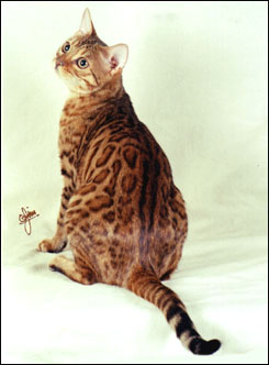 Marozi has a very wild appearance, with multi-shaded rosetted spots like the Asian leopard cat, rare in an SBT domestic Bengal cat!