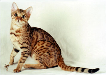 Marozi has a very wild appearance, with multi-shaded rosetted spots like the Asian leopard cat, rare in an SBT domestic Bengal cat!