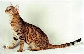 Marozi has a very wild appearance, with multi-shaded rosetted spots like the Asian leopard cat, rare in an SBT domestic Bengal cat!
