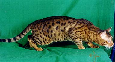 Michabo, an F6 male stud Bengal descended from the Bristol Cat line, now part of the breeding program at Foothill Felines Bengals in California!