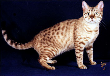 Millie is a beautiful snow Bengal female breeder kitten!