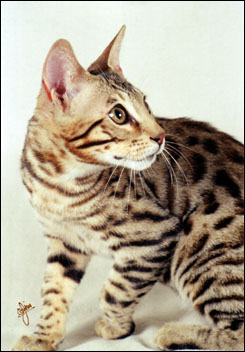 Sir Patrick McSpots is an adorable Savannah male - Savannahs are the largest domestic cat breed currently available, and are still very rare, especially males that are fertile, which takes 5 generations from the serval!!