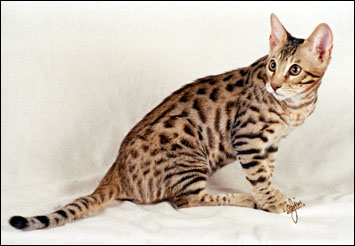 Sir Patrick McSpots is an adorable Savannah male - Savannahs are the largest domestic cat breed currently available, and are still very rare, especially males that are fertile, which takes 5 generations from the serval!!