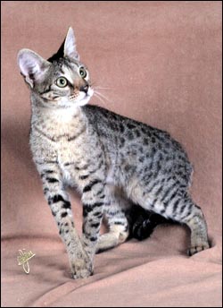 Scampurr Spots is a beautiful Savannah female - Savannahs are beautiful, loving spotted cats with the African serval for their wild ancestor!!