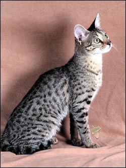 Scampurr Spots is a beautiful Savannah female - Savannahs are beautiful, loving spotted cats with the African serval for their wild ancestor!!