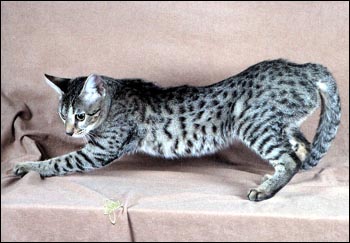 Scampurr Spots is a beautiful Savannah female - Savannahs are beautiful, loving spotted cats with the African serval for their wild ancestor!!