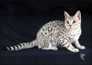Foothill Felines Spooky Spots is a gorgeous, typey silver spotted Savannah female with tremendous personality, long body, legs and ears, and elegant serval type!