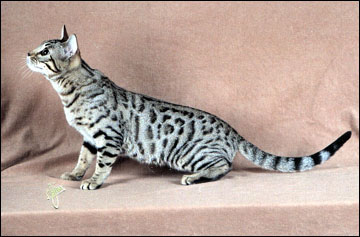 Lovely pelted Teacup at 6 months old - very cutting edge type and elegance with her leopard cat pattern, black rosetted spots, perfect proportions and wonderful temperament!!