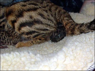 Fourth Kitten of four in the litter being born inside its protective embryonic casing.