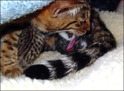 Fourth Kitten of four in the litter being born inside its protective embryonic casing.