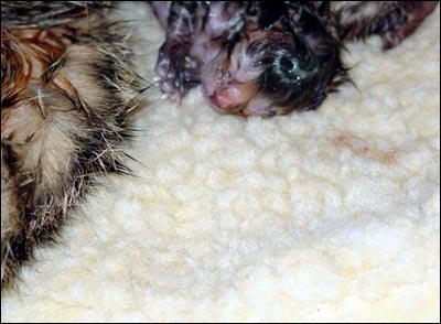 Newborn Bengal Kittens in The Miracle of Birth.
