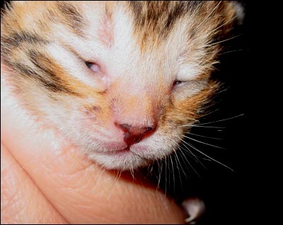 Madolyn's Bengal Kitten Already Opening One Eye at One Week Old.