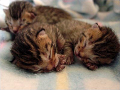 New Mother Foothill Felines Madolyn of Baju Bengals with her beautiful kittens, now 4 days old.