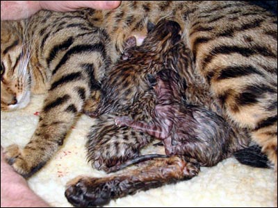 New Mother Foothill Felines Madolyn of Baju Bengals is understandable proud of her first litter of beautiful Bengal babies - 2 boys, 2 girls, all spotted, vigorous and healthy at just minutes old.