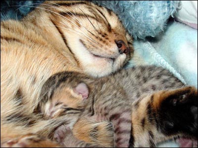 New Mother Foothill Felines Madolyn of Baju Bengals with her beautiful 2 day old kittens.