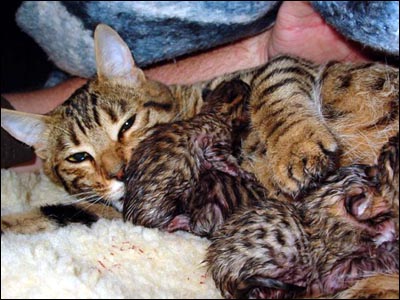 New Mother Foothill Felines Madolyn of Baju Bengals cleans her newborn kittens carefully with her tongue to dry them off and stimulate them in the first few hours after their birth.